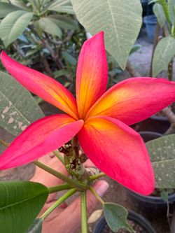 Plumerias for sale