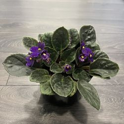 Large 6 Inches Pot With Set If African Violets Plants Blooming 