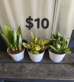 Snake plants
