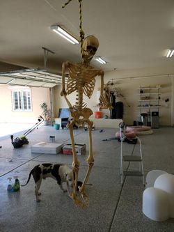 Halloween skeleton