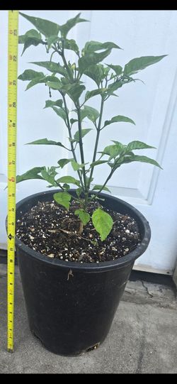 Carolina reeper  5gal.
