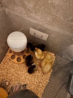 Duckies and chicks
