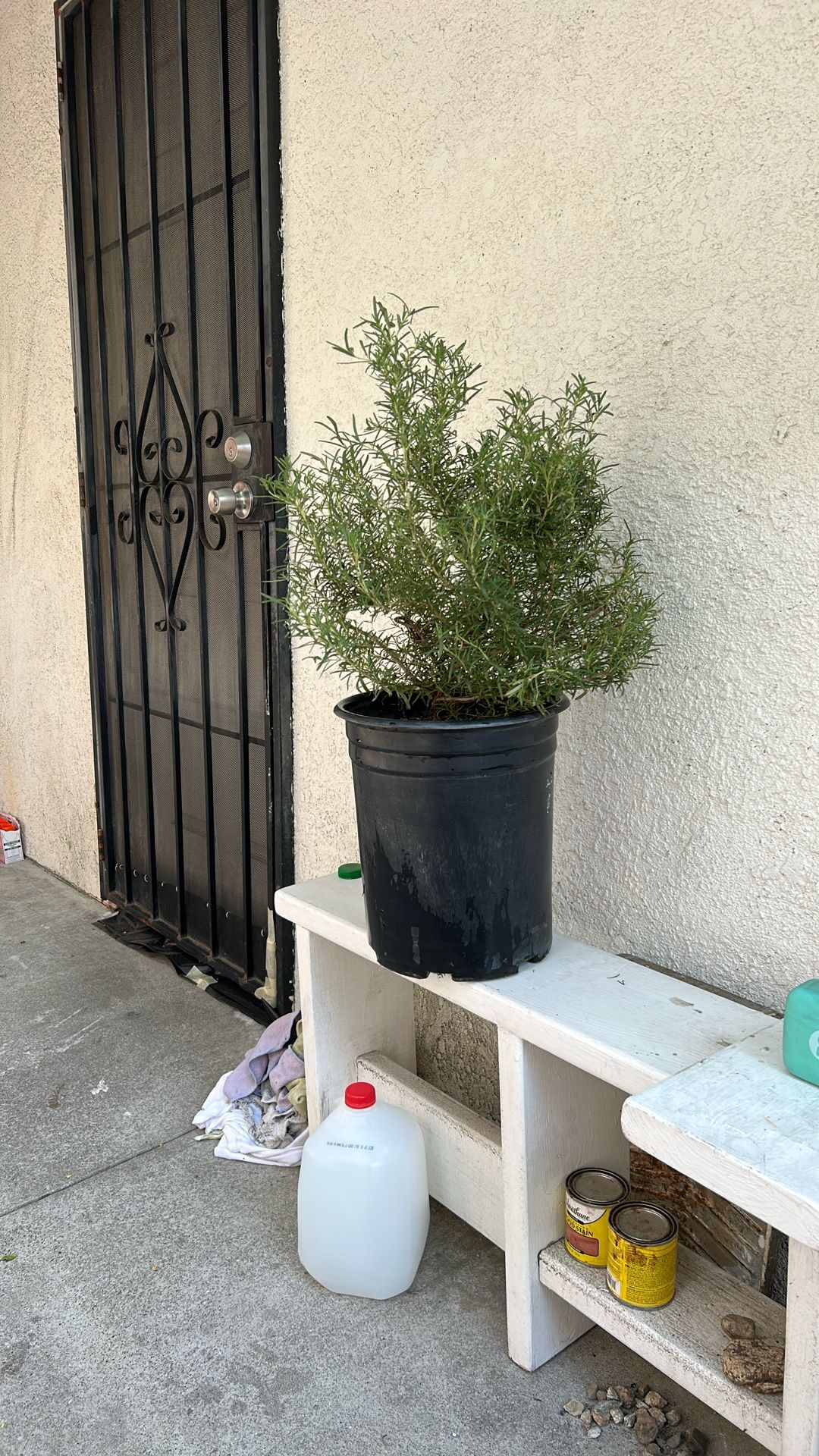 Rose Mary ( Duarte, California)$19-