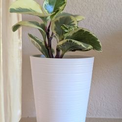 Healthy Beautiful Indoor Plant(Peperomia)