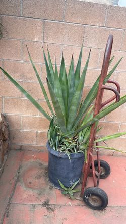 Agave ( Maguey) 