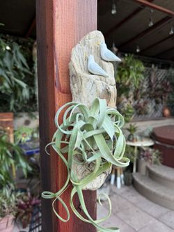 Mini Curly Slim Airplant On Driftwood With Seagulls