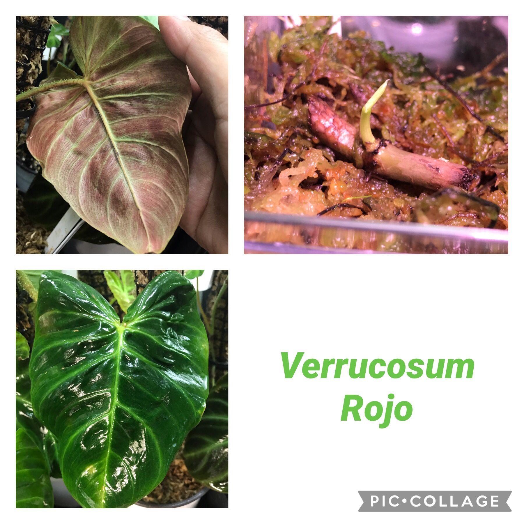 Philodendron Verrucosum Rare Node Bundle for Sale in Seattle, WA - OfferUp
