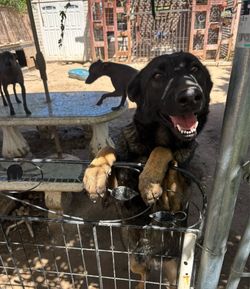 large dog crate