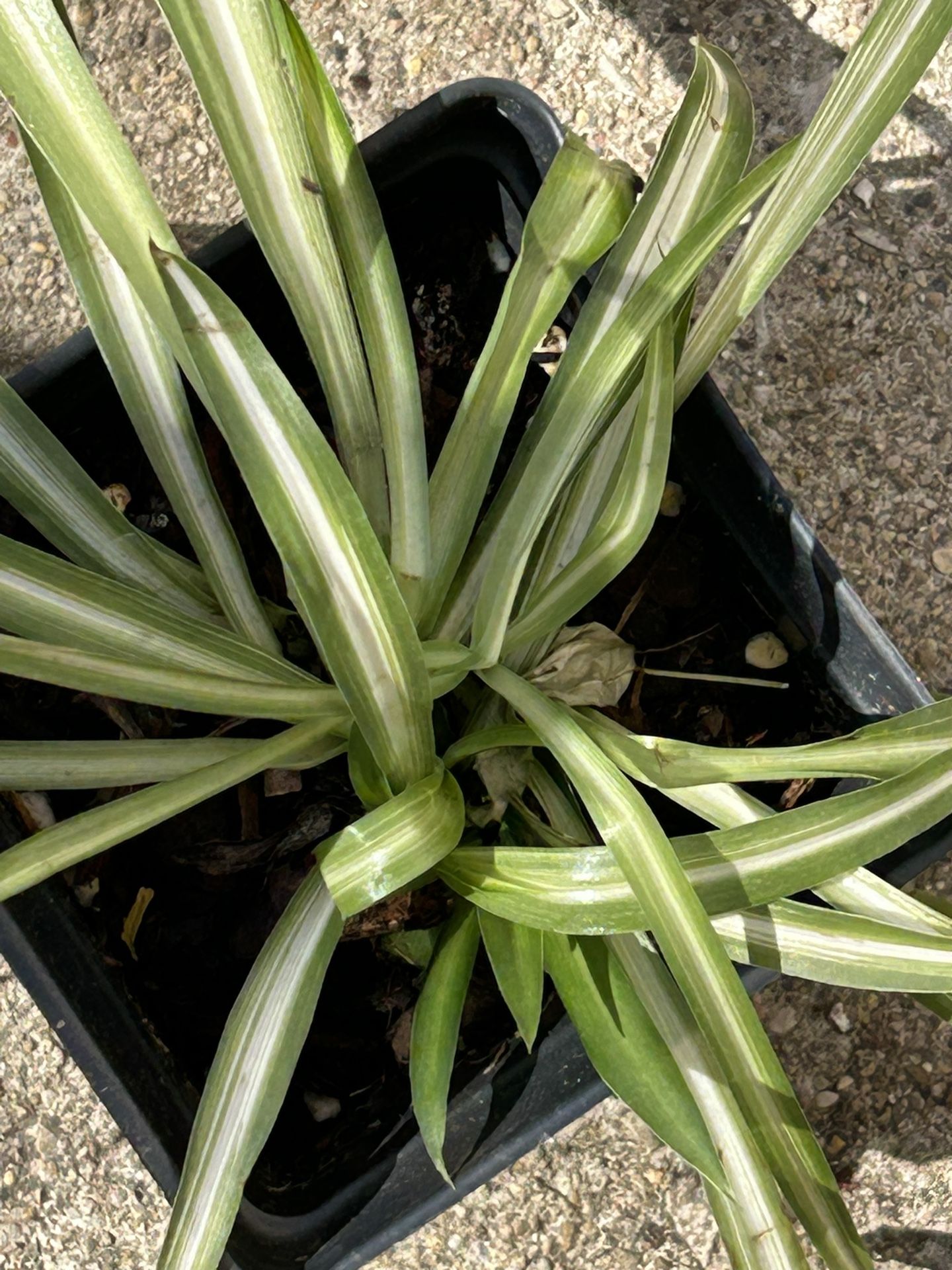 Spider Plant . Variegated.