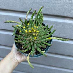 6” medusa