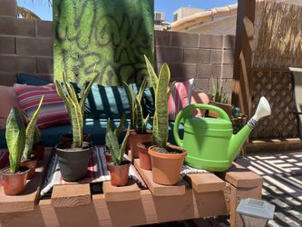 Snake Plants For Sale!!!🌱🐍