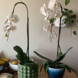 Beautiful Orchids 😍