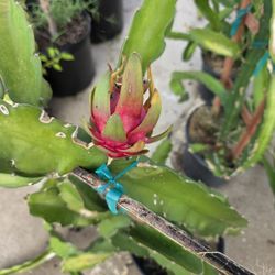 Fruit Dragon Plants Cactus 3gallones 