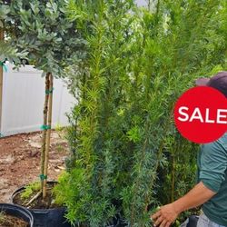 podocarpus  over 7 feet tall Instant Privacy Hedge For Fence Green Full Ready for planting