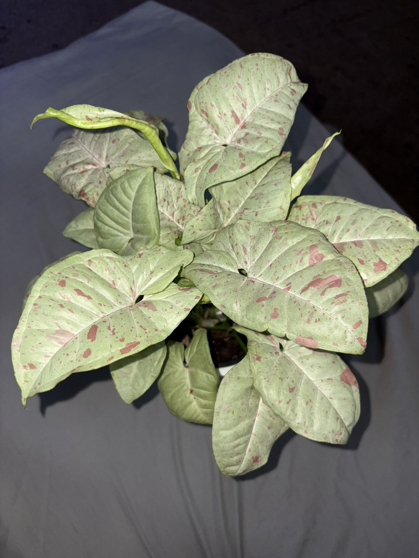 Milk Confetti Syngonium