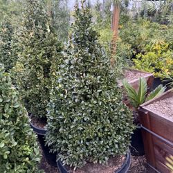Boxwood Cones