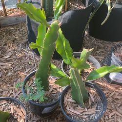 Dragon Fruit