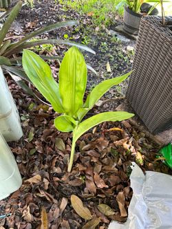 Rare Easter lily