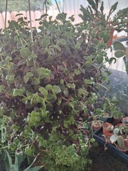 Henging plant.