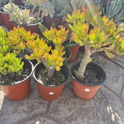 Gollum Succulents Plants 
