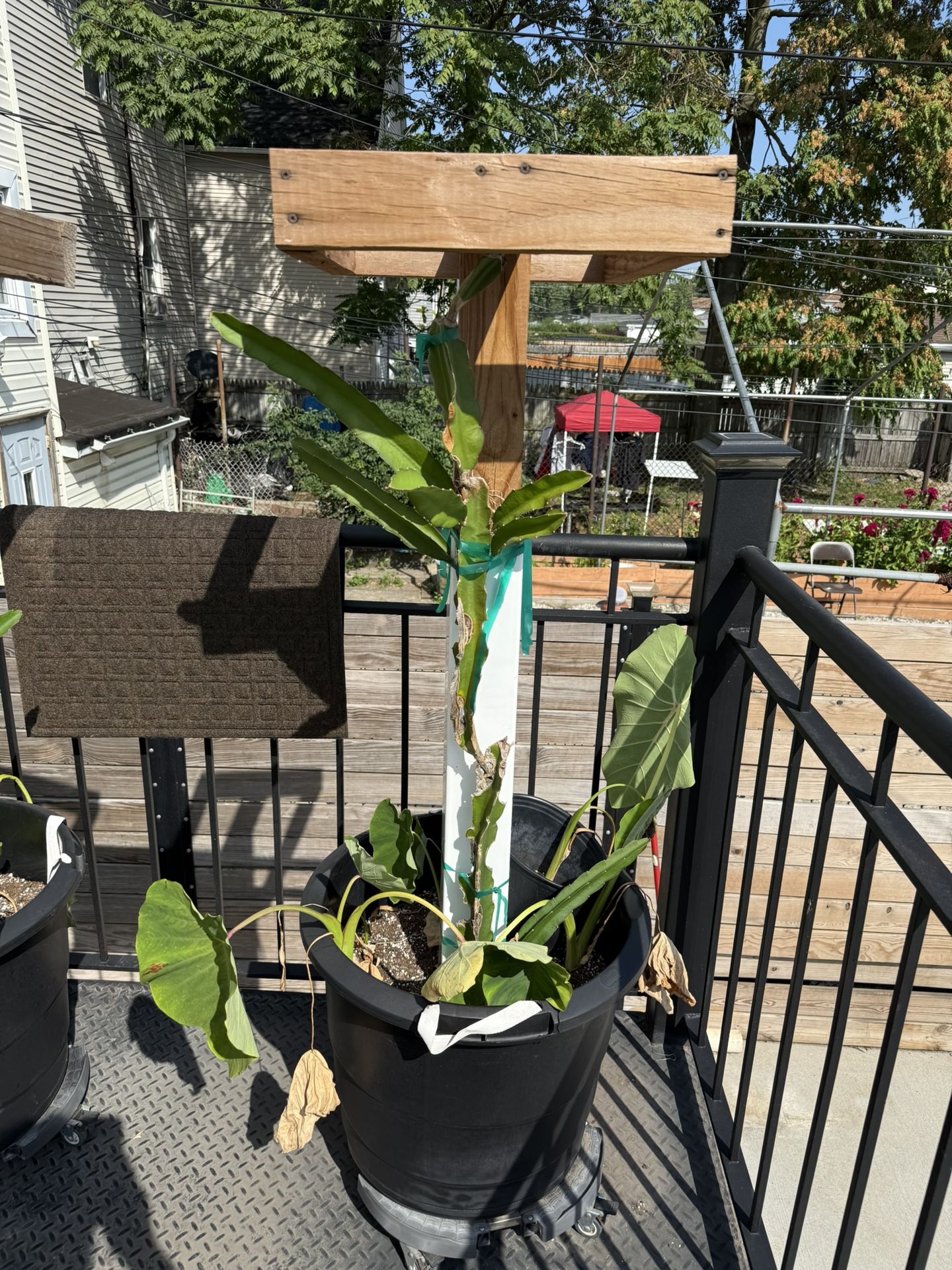 Two dragon fruit set ups