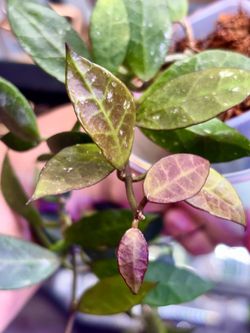 Hoya Rebecca