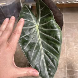 Alocasia Pink Dragon Corms - 2 Available At $10 Each