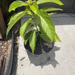 2 Avacados And Lychee Trees 