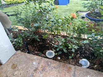 Xiora In The Pot About 8 Plants Price Is Per Unit 