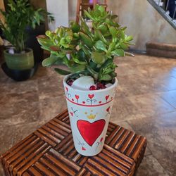 Live Jade Plant In 8in Ceramic Pot With Shells