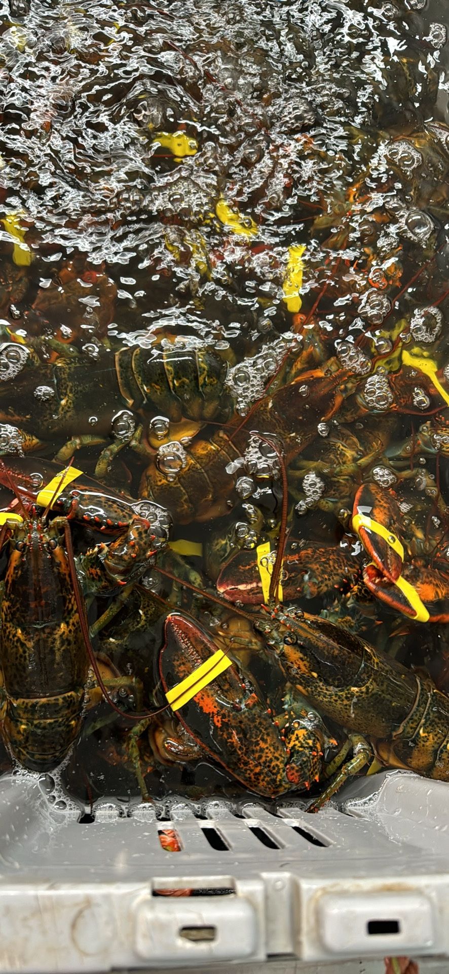 LIVE LOBSTERS