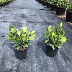 3 Gallon Clusia Plants 