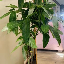 Money Tree Plants 