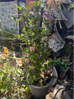 Hoya Carnosa plant 10 gallon container