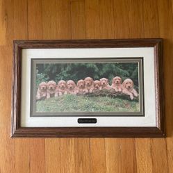 Adorable Golden Retriever Picture Nicely Framed 