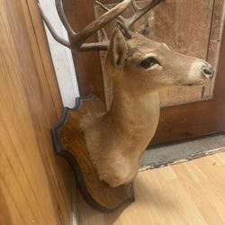 Deer Shoulder Taxidermy 