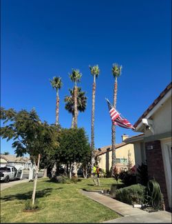 Affordable tree guys