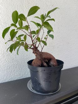 Ficus ‘Ginseng’ Bonsai Tree – 6” Nursery Pot – Easy Care Indoor Plant 🌿