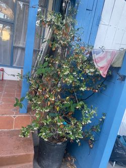 Jasmine plant 15g