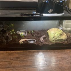 Reptiles For Sale