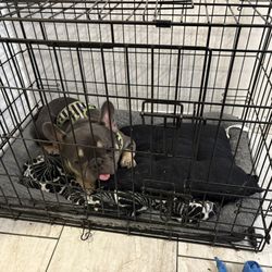 Dog Cage Crate 