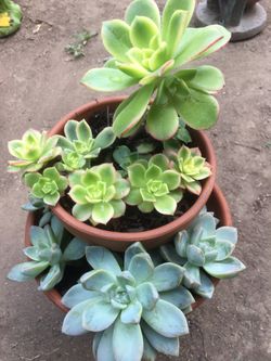 Assorted plants