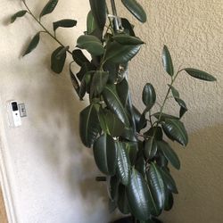 Ficus Ruby, Variegated Rubber Plant