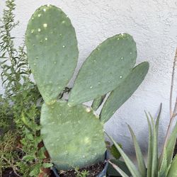 Planta de nopal