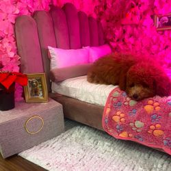 Puppy Bed X Mattress 