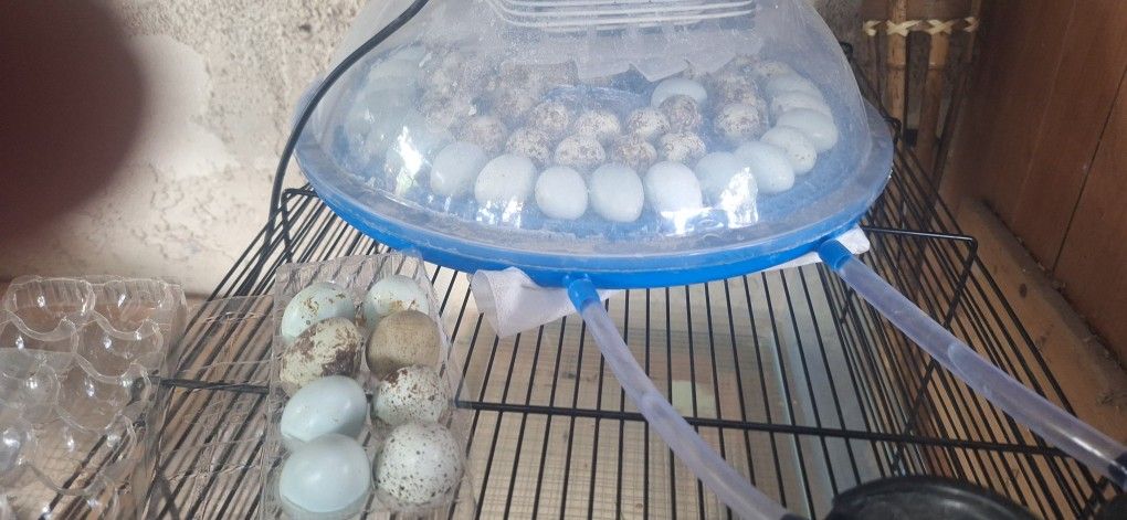 Quail Eggs  (Blue Eggs)