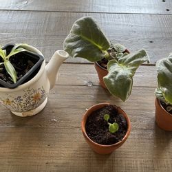 African Violet and Spider Plant Starts/ House Plants