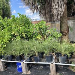 Coconut Palms,fox Tail Palm,mango Trees,avocado Trees