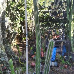 Double Cactus Plant Low Price