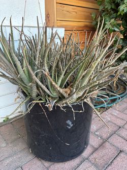 Large Aloe Vera Plant in Black Pot + cactus and succulent